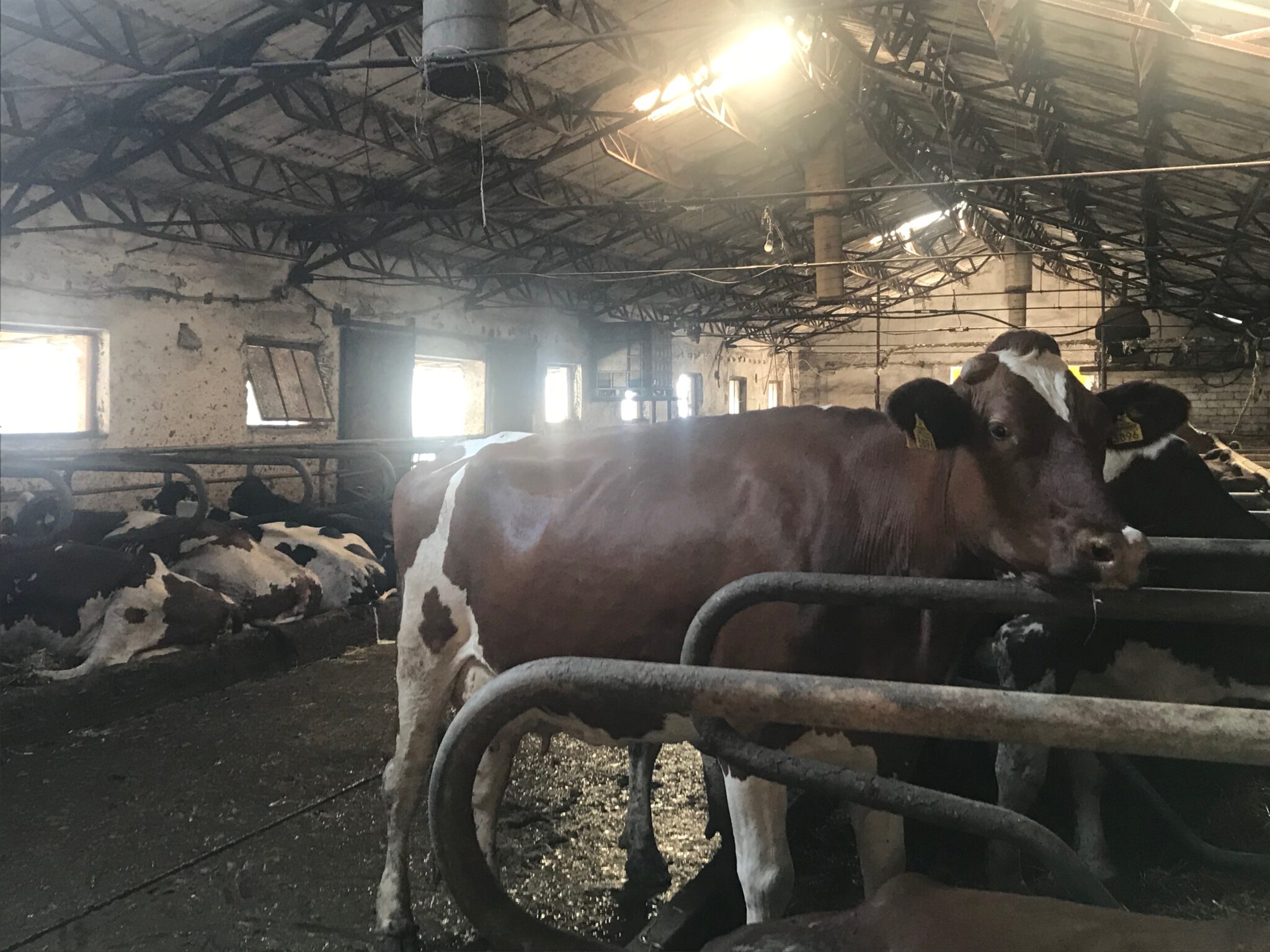 Farm for sale Romania Agriprogress